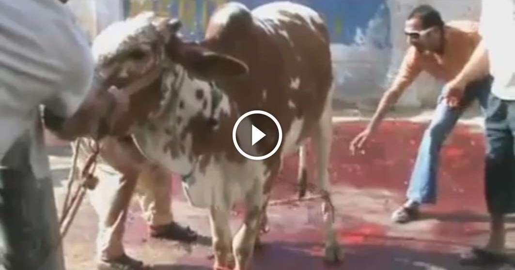 Cow Comedy Videos Funny Cow Qurbani 2025
