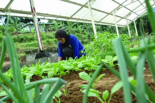 Membangun Pasar Lokal: Keunggulan Produk Budidaya Tanaman Organik dari Desa