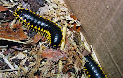 sweet cherry scent animals smell centipede smells cola