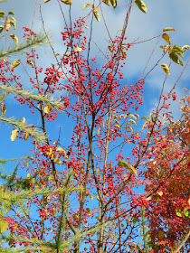 Donald Wyman crabapple berries Toronto Botanical Garden by garden muses-not another Toronto gardening blog