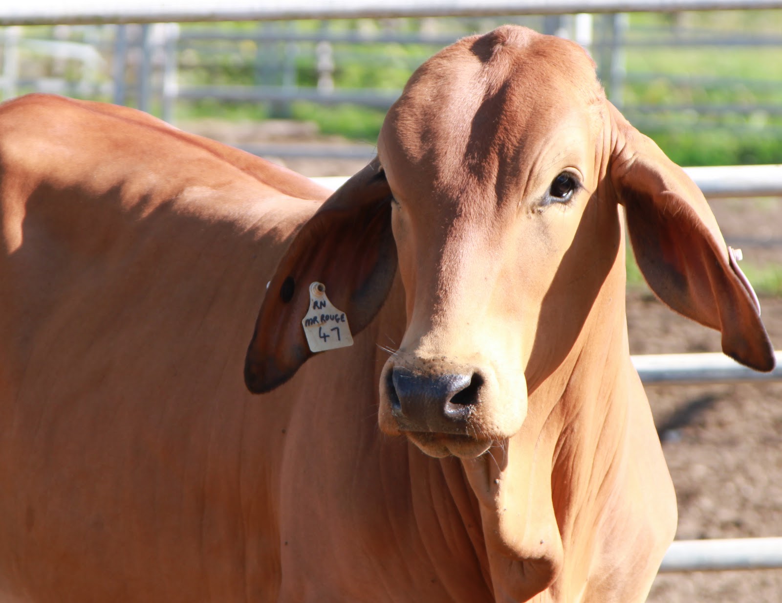 Lindley Park Brahmans