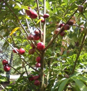 obat ambeien tradisional paling ampuh