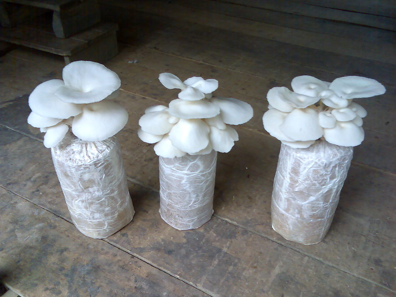 Kandungan Jamur Tiram dan Manfaatnya Contoh Artikel