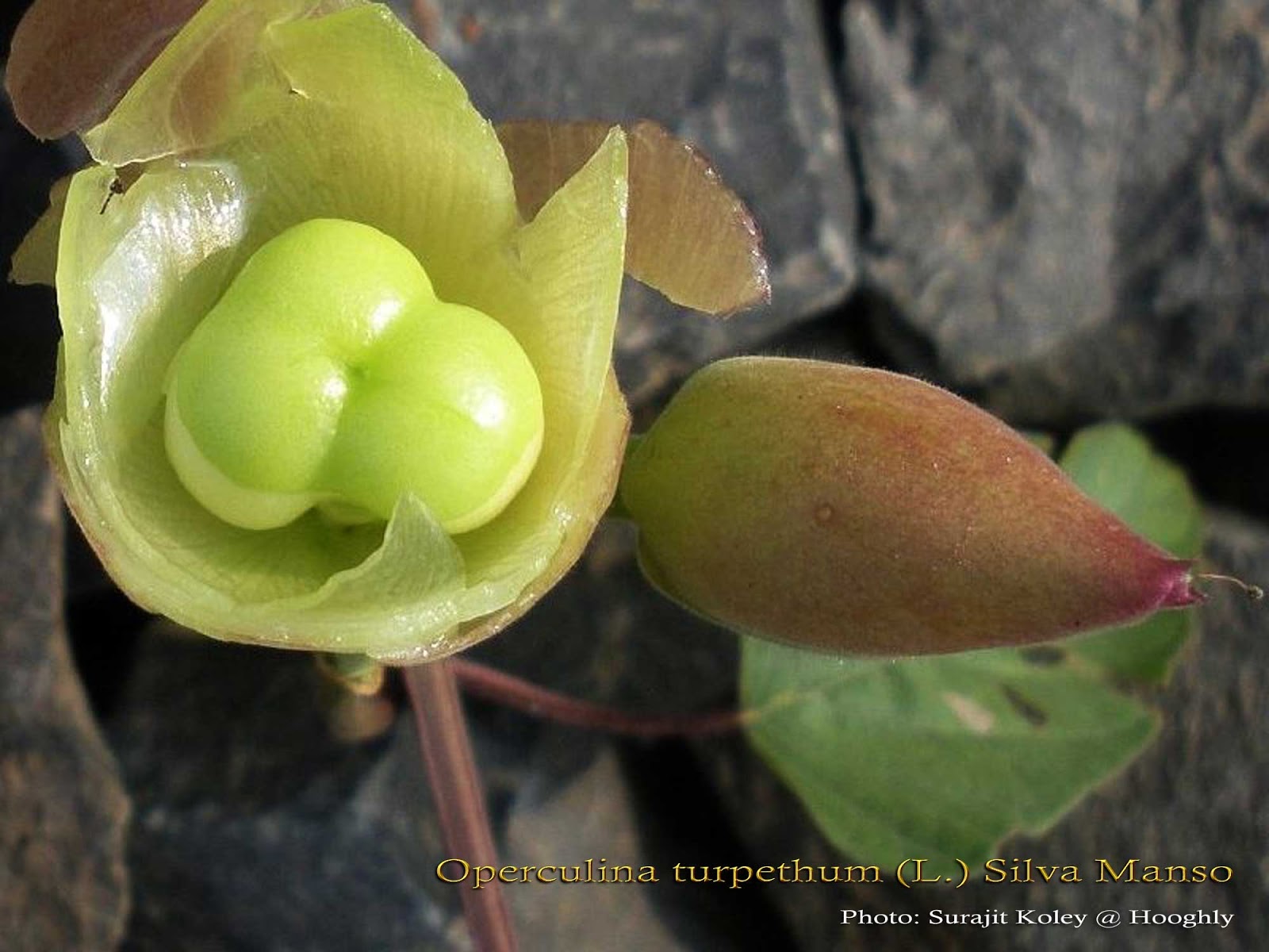 Medicinal Plants: Operculina turpethum Indian Jalap Trivrut Tella ...
