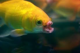 akvaryum baliklari balik hastaliklari