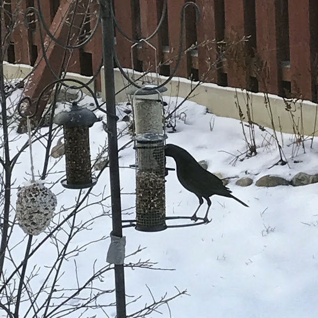 koltrast, blackbird koltrast, blackbird