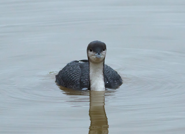 Pacific Diver - Druridge Bay CP, Northumberland