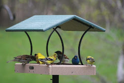 feeder fly through bird feeders recycled birds platform thru choice plans attract would screen backyard basic series hopper habitat wild