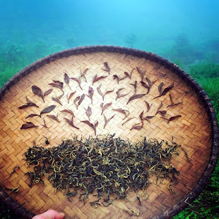 Про имбирь на треке Аннапурны вопрос