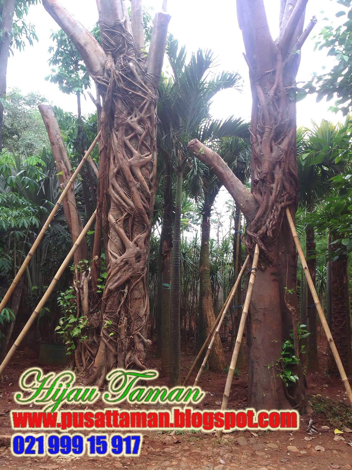 JUAL POHON BODHI | TANAMAN PENEDUH | POHON PELINDUNG | TUKANG TAMAN