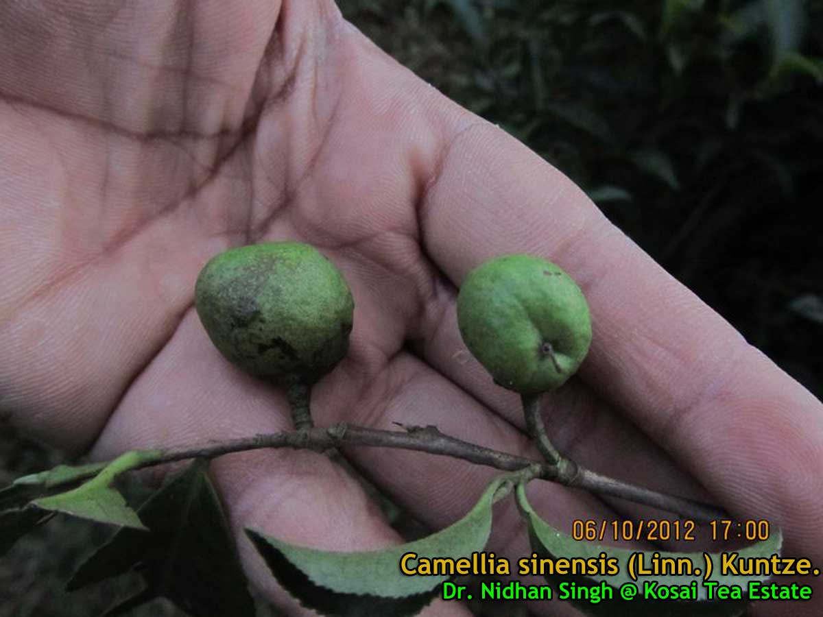 Medicinal Plants Camellia sinensis, Tea, Green Tea, Syamaparni