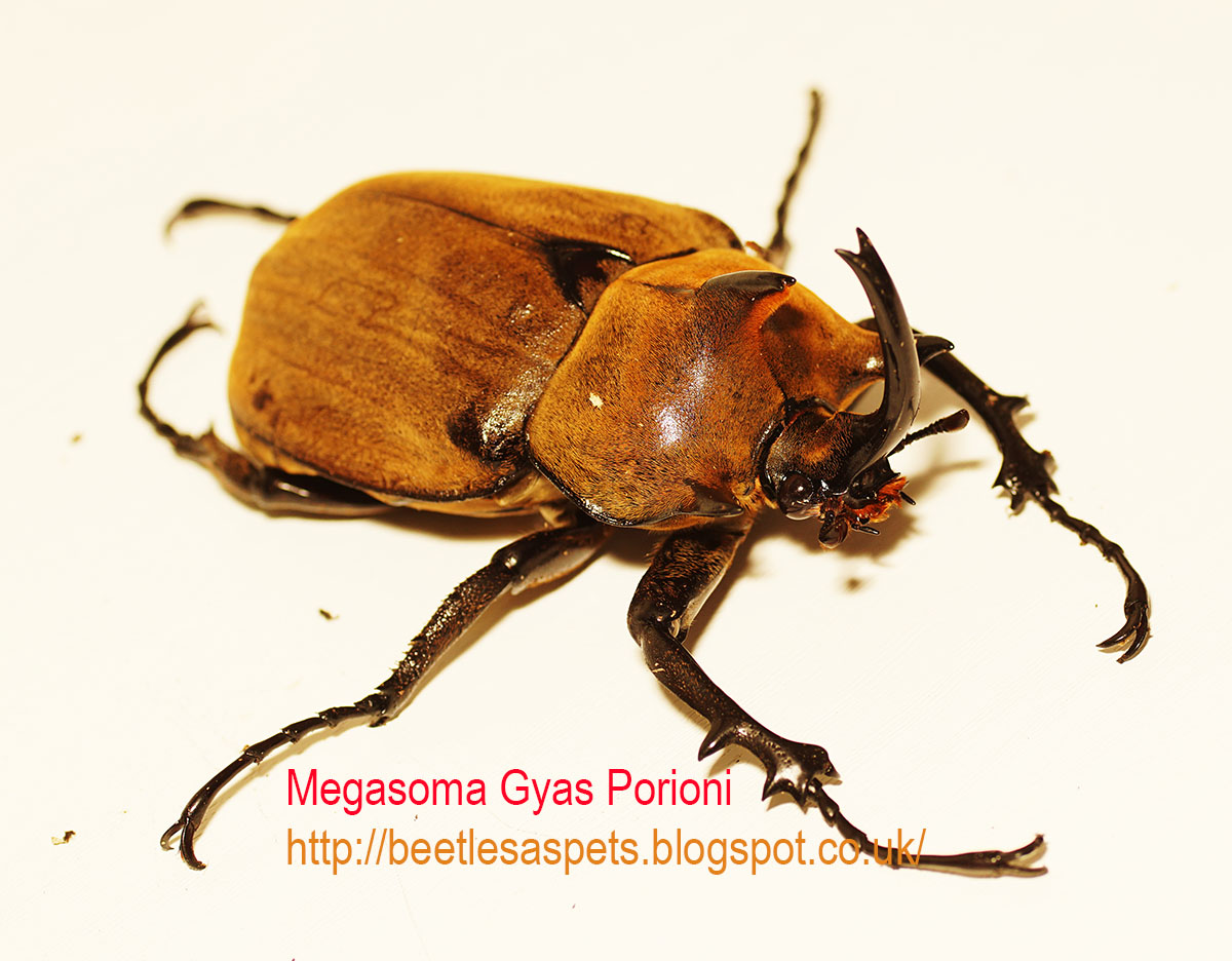 Beetles as pets A giant rhino beetle, megasoma gyas porioni