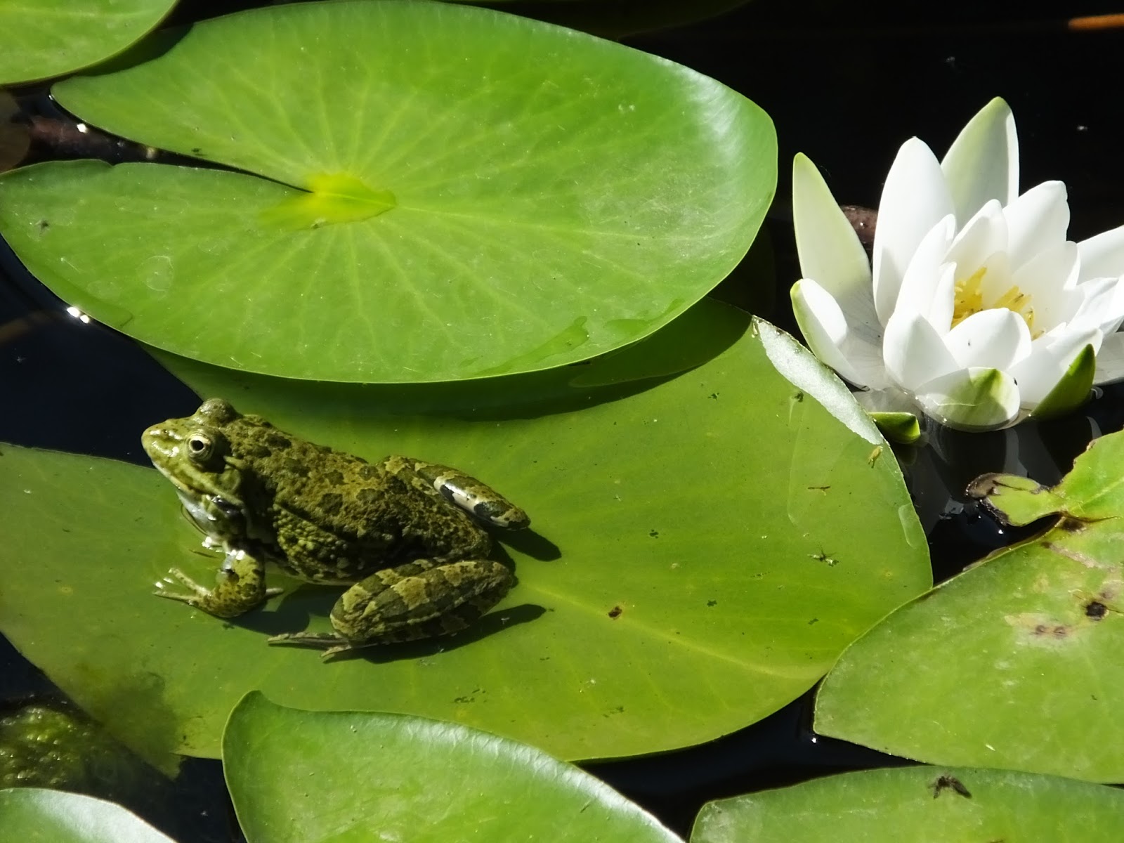 Lilies bloom again at the National Botanic Garden of