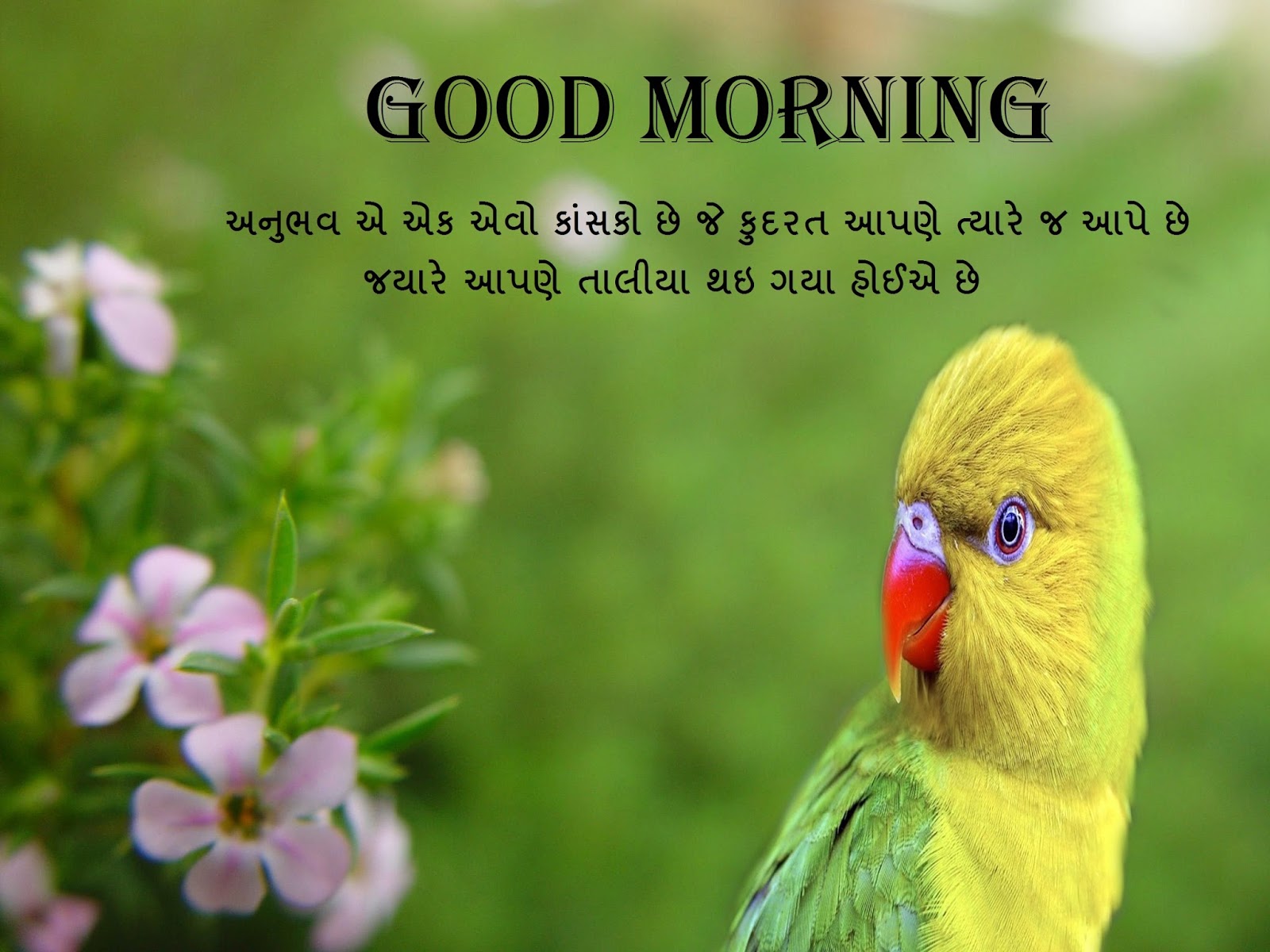 Good Morning Cards - Free Online Greeting Cards | Festival Chaska