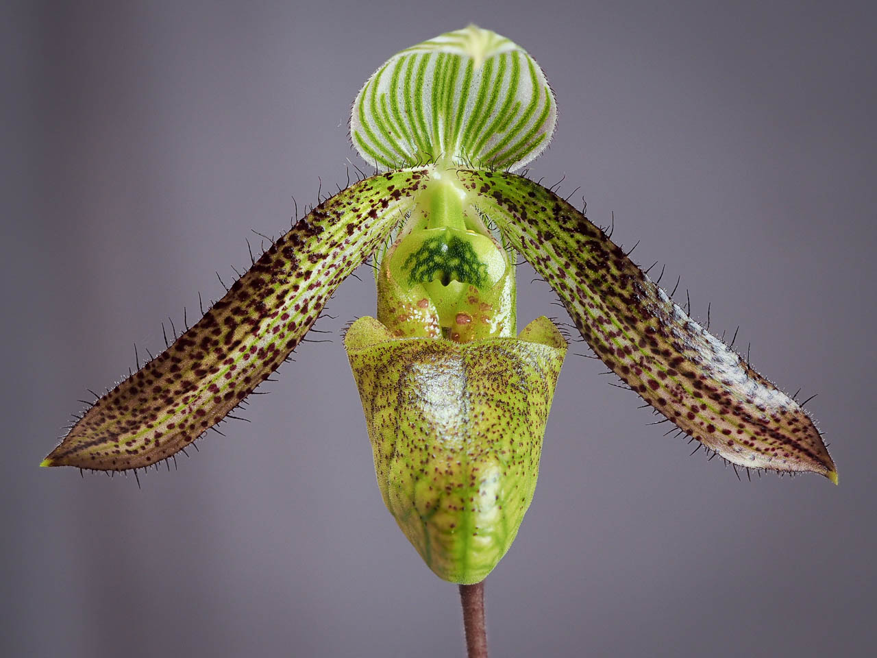 Paphiopedilum Wardii