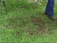 reseeding lawn bare spots