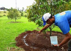 Cara dan Dosis pemupukan pohon Durian yang baru ditanam