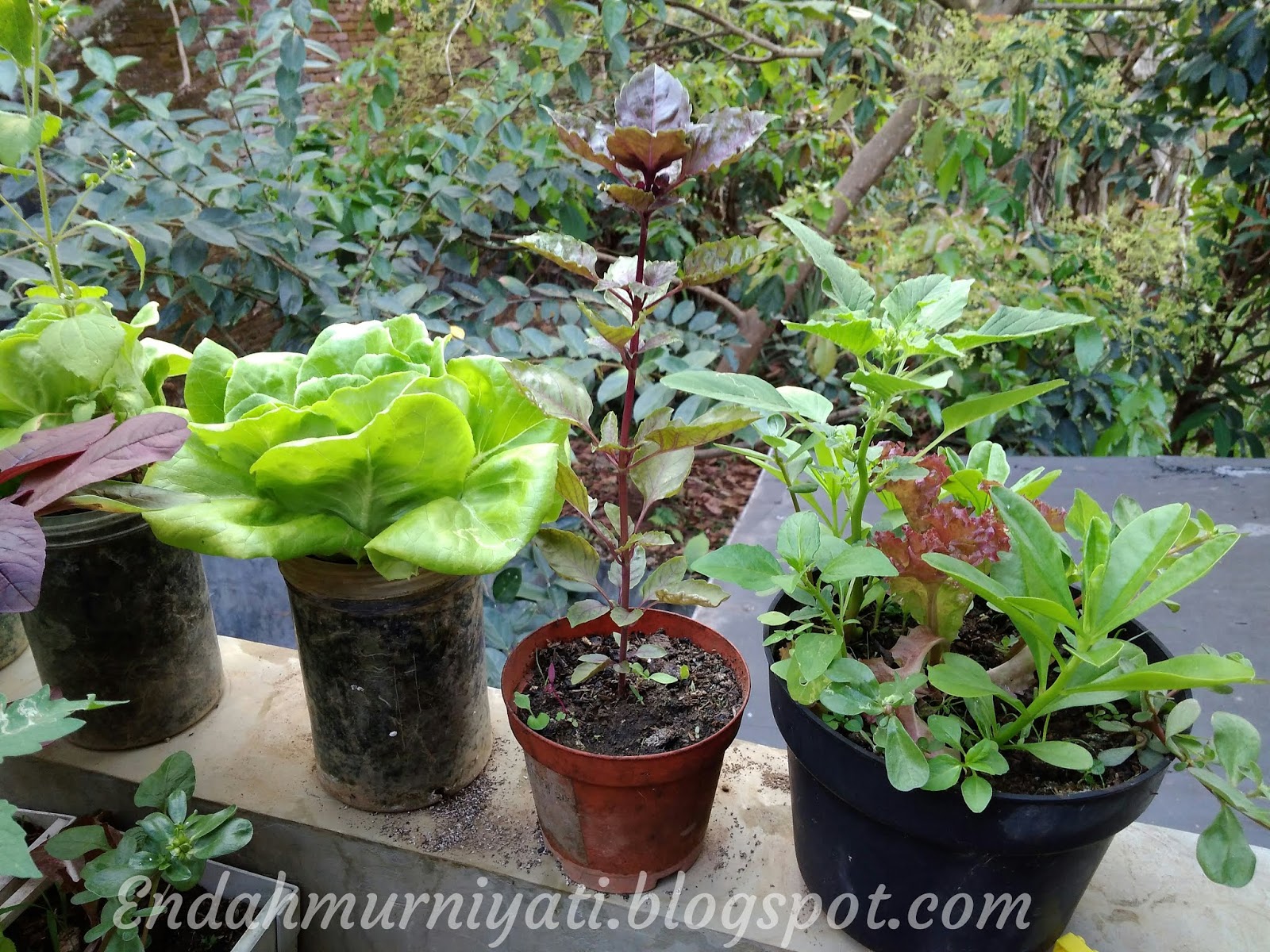 Endah Murniyati's Journey RED BASIL THE SECOND BATCH