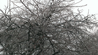 tree covered in glazed ice