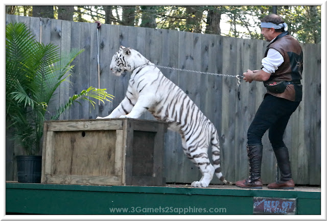 White tiger playing with plant at King Richard's Faire 2015 #krfaire