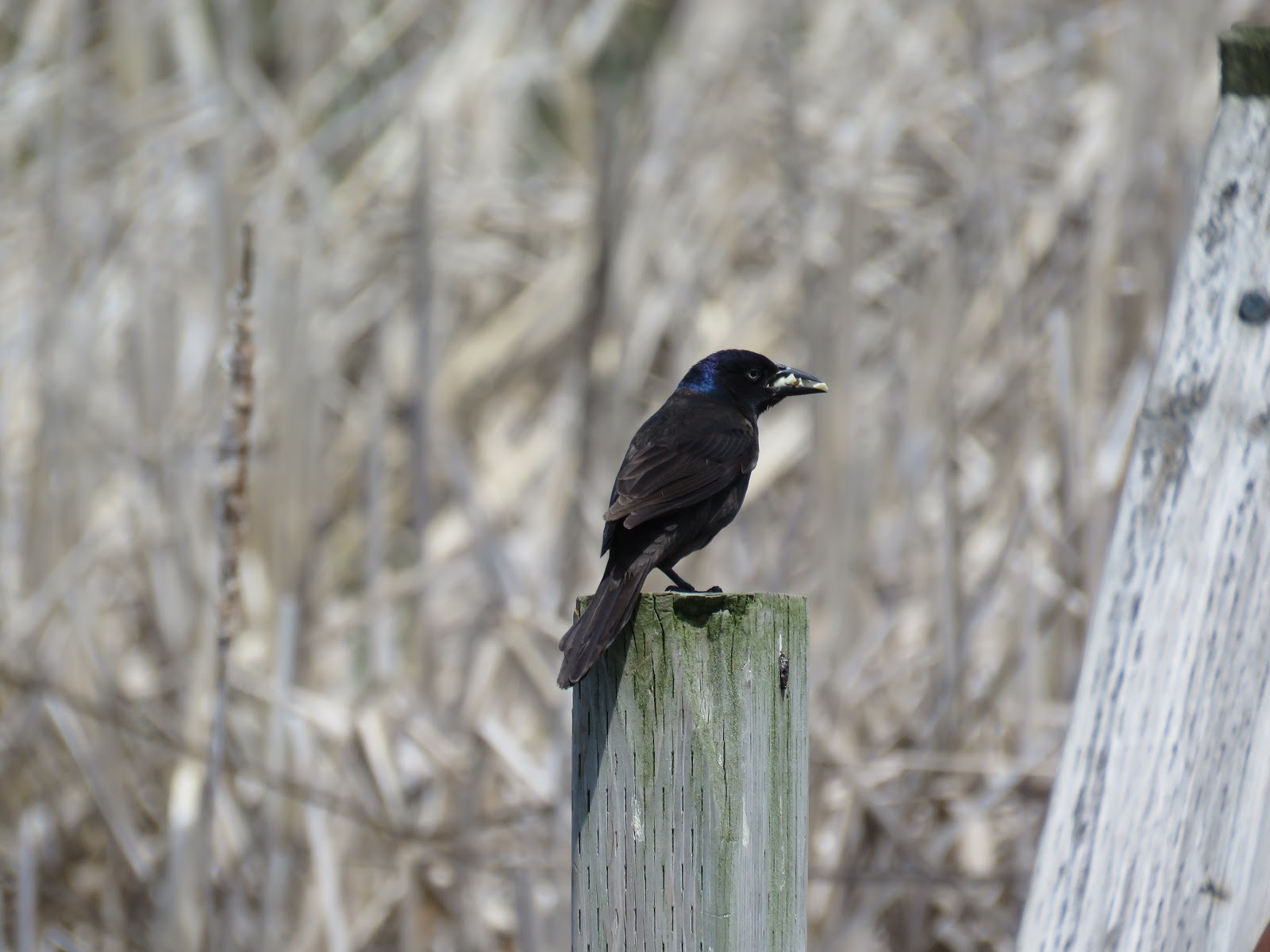 Bird & Travel Photos, Birding Sites, Bird Information COMMON GRACKLE