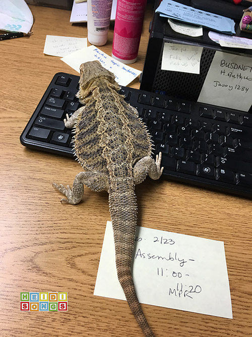 how to write an essay about my pet bearded dragon