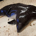Pertama Kali, Nelayan Temukan Ikan Porpoise Berkepala Dua