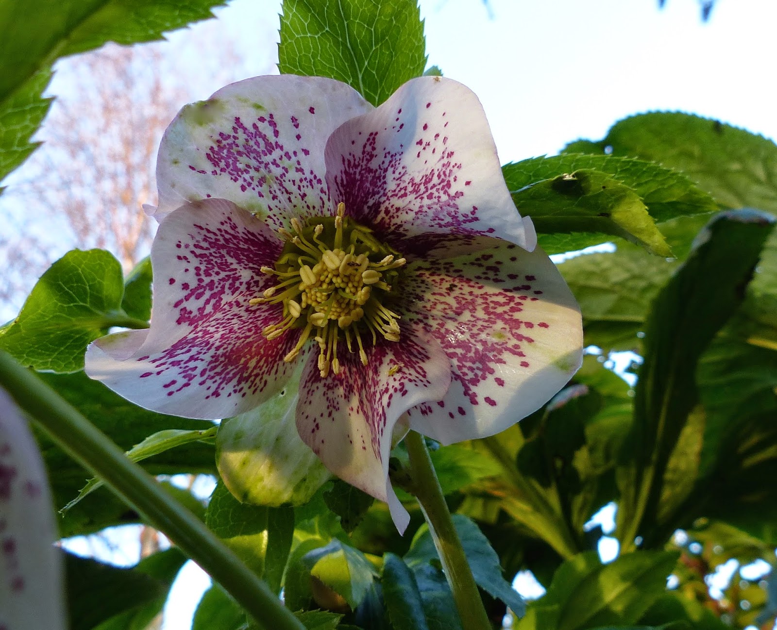 Early January flowers.