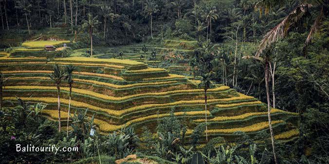 Tegalalang Rice Terrace Tegalalang Rice Terrace, Full Day Bali Waterfalls and Kintamani Volcano Tour