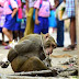 Η ταπείνωση μιας μαϊμούς από τους ανθρώπους...