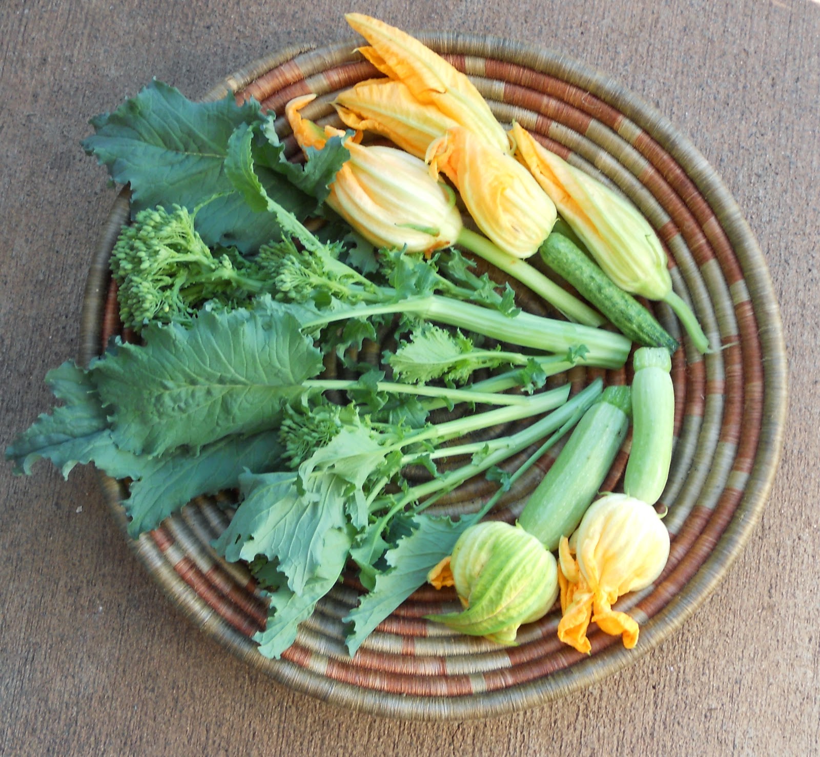 A Kitchen Garden in Kihei Maui Growing Cima di Rapa Broccoli Rabe in