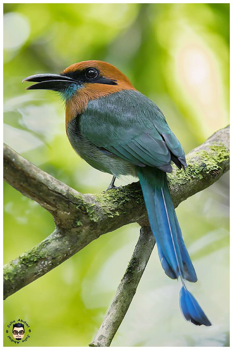 Panama Birds and Wildlife Photos' Blog grows