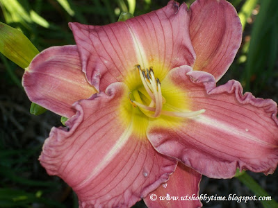 Daylily