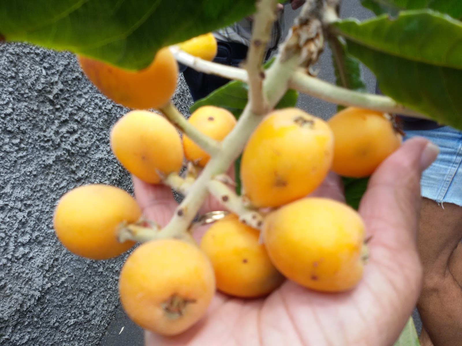 Okowi! Madeira im Mai, Eine besondere Frucht Loquate, Japanische Mispel....