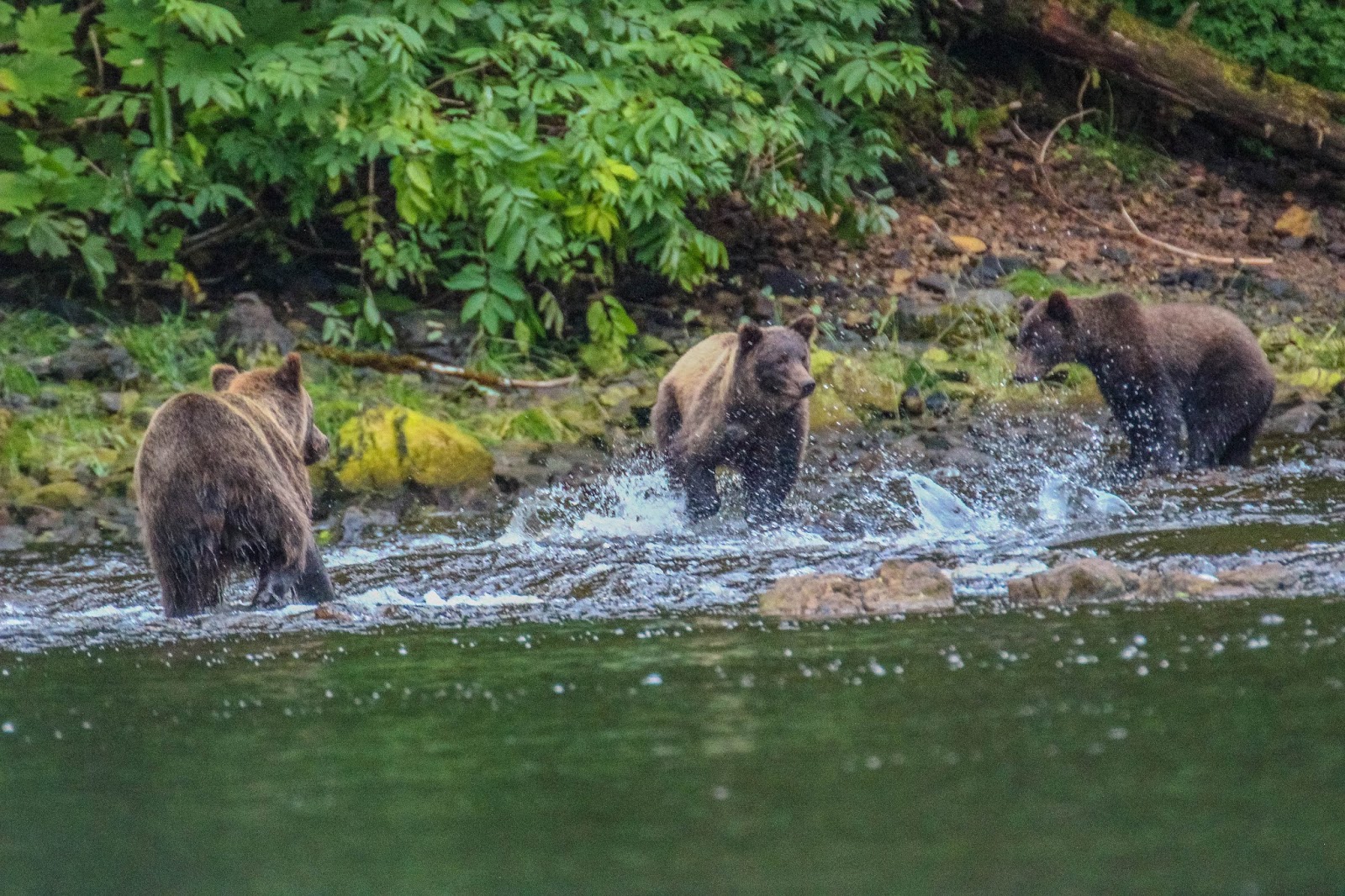 Cannundrums Brown Bear Chichagof Island, Alaska