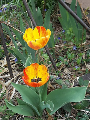 Orange & yellow tulips
