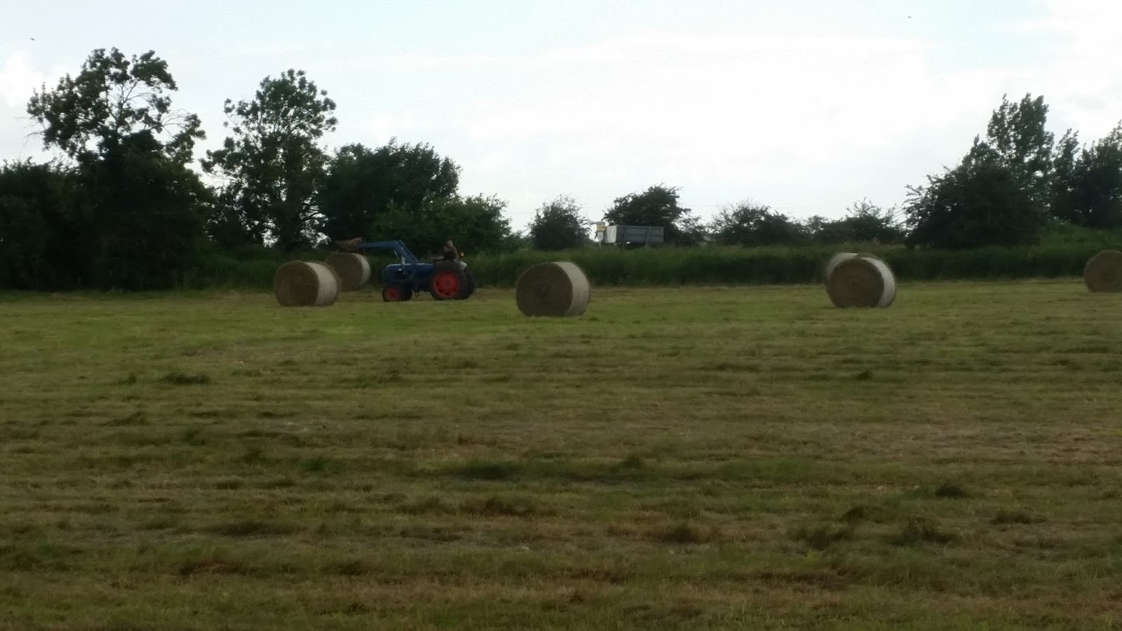 Tales from Swallow Farm Broad Beans Sleeping In A Blankety Bed...