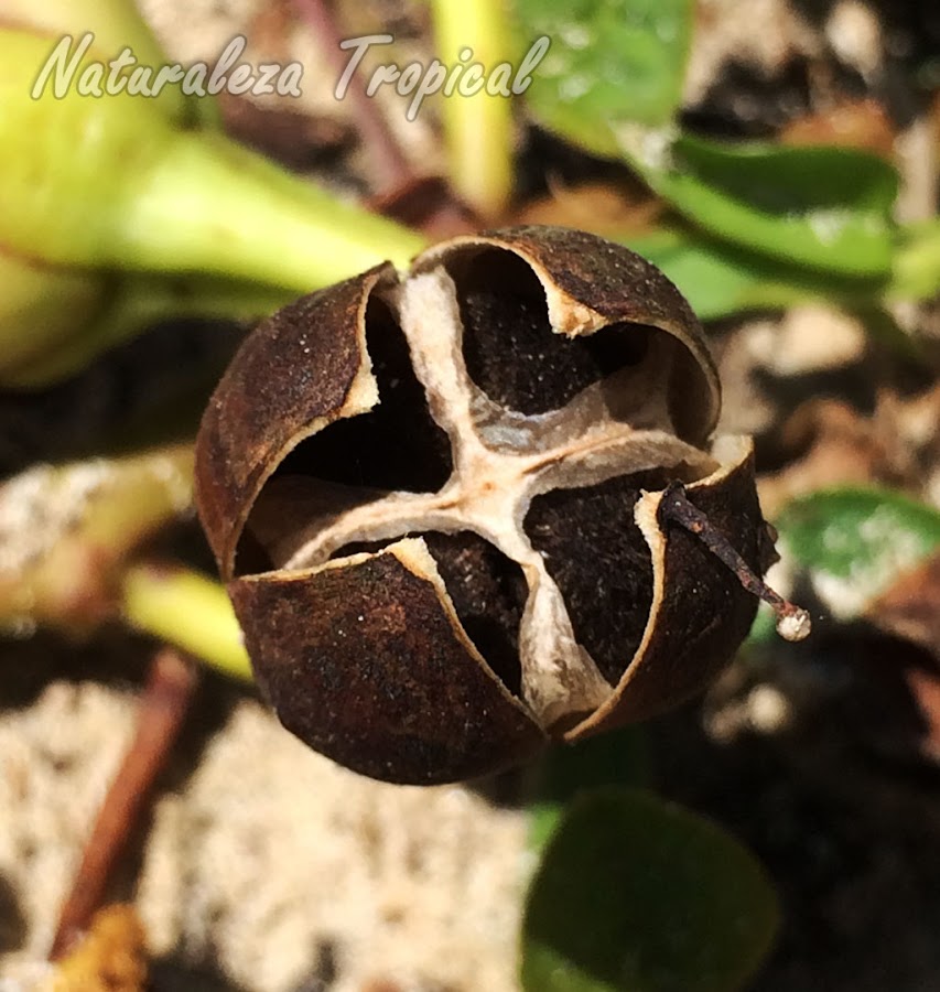 Fruto con semillas de la planta Bejuco de Playa, Ipomoea pes-crapae