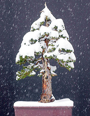 winter storage for outdoor bonsai
