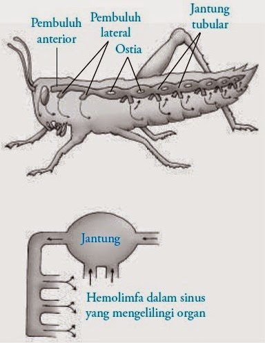 Transportasi pada Hewan Avertebrata Protozoa Cacing 
