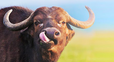 4 con giáp càng về già càng nhiều tài lộc 4 3 1900