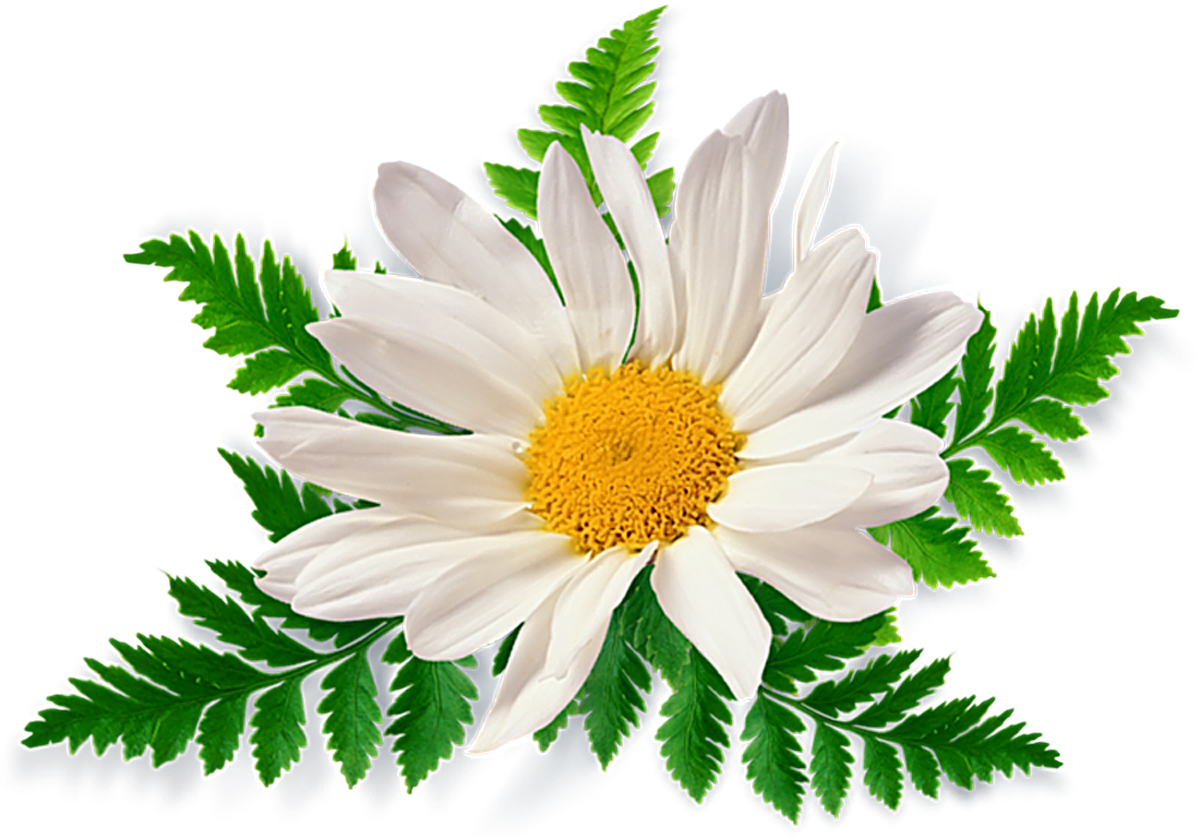 free flower clipart with transparent background - photo #32