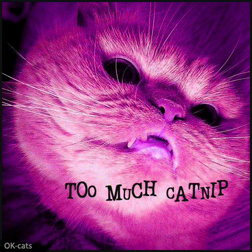 Art Cat GIF with caption • Trippy Cat. Too much catnip is to much, haha Art Cat GIF with caption • Trippy Cat. Too much catnip is to much, haha