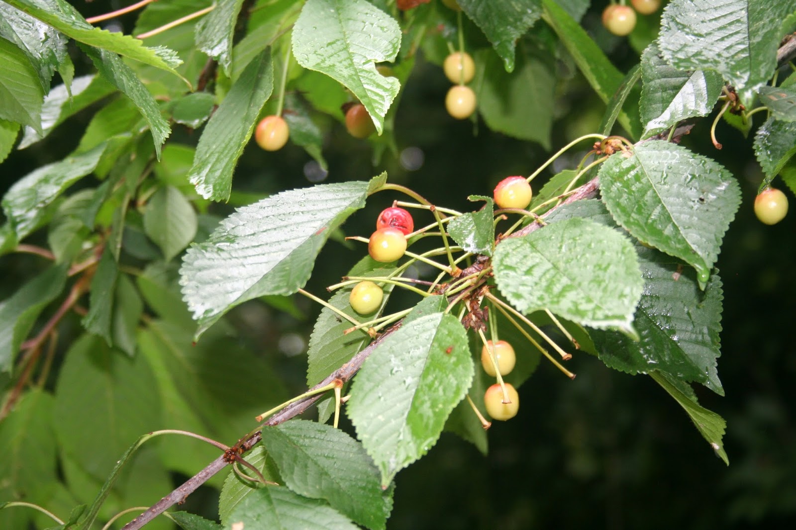 Filnore Woods Blog Wild cherries