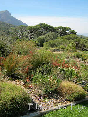 Kirstenbosch Botanical Garden