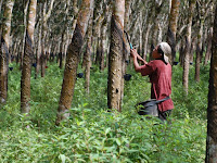 Menangkap Prospek Cerah Perkebunan Karet Indonesia