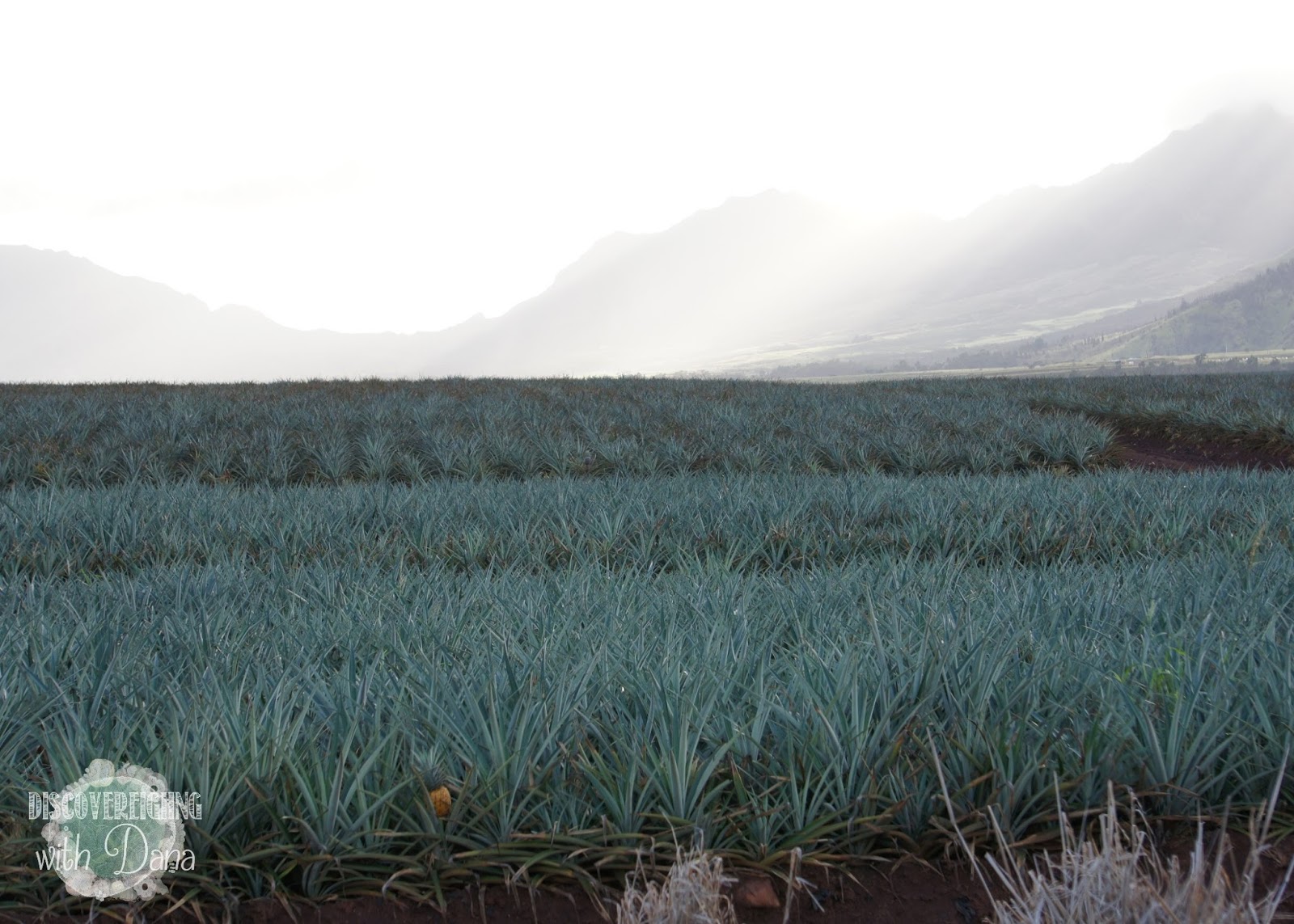 Discovereighng with Dana Dole Plantation + Pineapple Fields