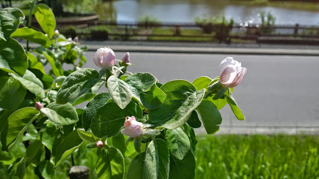 Landschaftspark Und Rhododendren Im Schlosspark Dennenlohe Achims