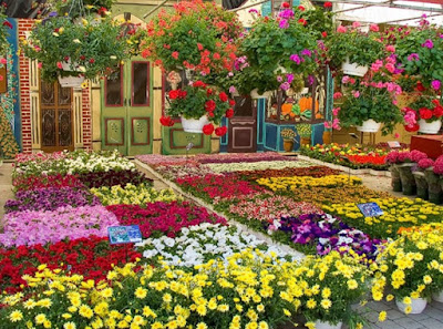 Daftar Harga Tanaman Hias Perlengkapannya Price List Daftar Harga Terbaru 2021