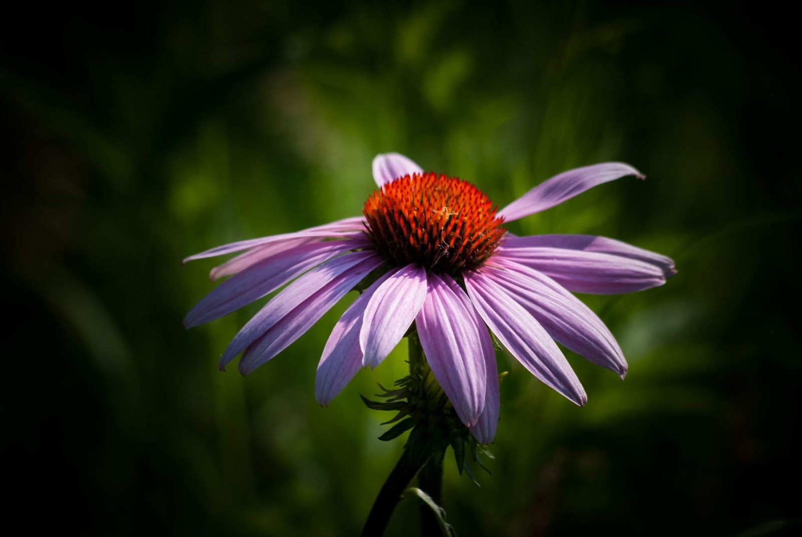 Purple Coneflowers